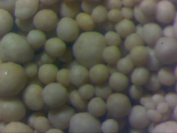 golden sanda